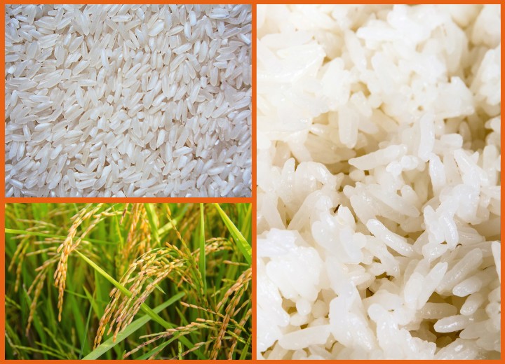 Gạo 504 - Cơm nở, khô, xốp, dẻo nhẹ, giá bình dân